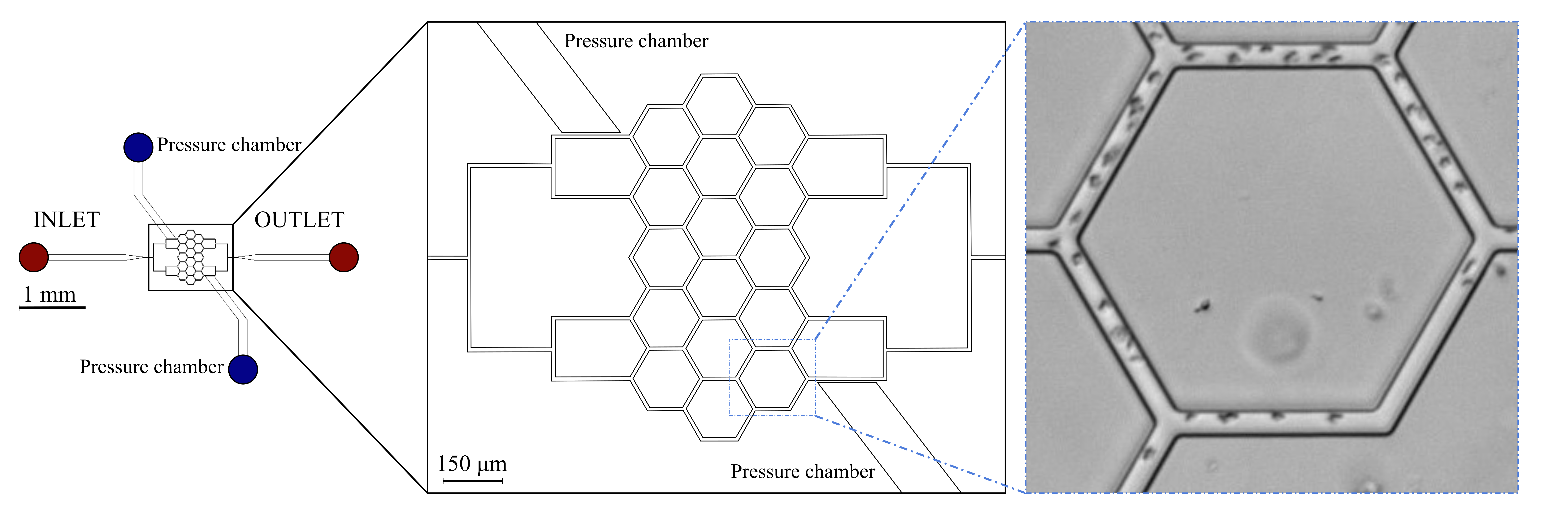 Micro-Circulation